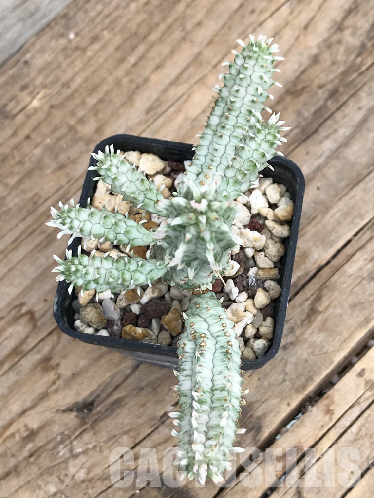 SHPR6242 Euphorbia mammillaris f.variegata - Image 4