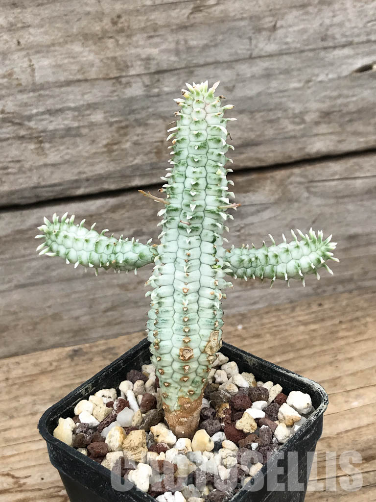 SHPR6242 Euphorbia mammillaris f.variegata - Image 5