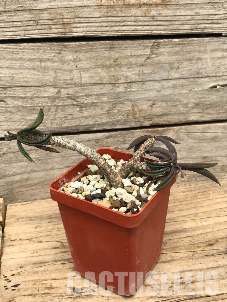 SHPR6243 Euphorbia cylindrifolia, Fort-Dauphin area, Madagascar - Image 2