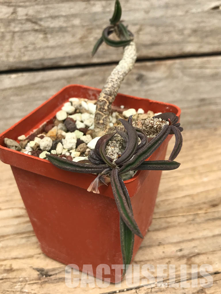 SHPR6243 Euphorbia cylindrifolia, Fort-Dauphin area, Madagascar - Image 3