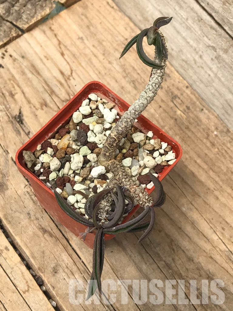 SHPR6243 Euphorbia cylindrifolia, Fort-Dauphin area, Madagascar