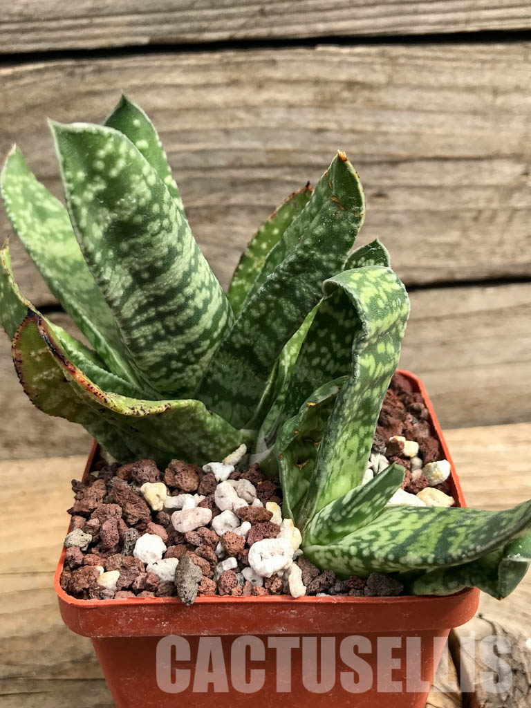 SHPR6304 Gasteria pillansii var. ernesti-ruschii, Namibia - Image 2