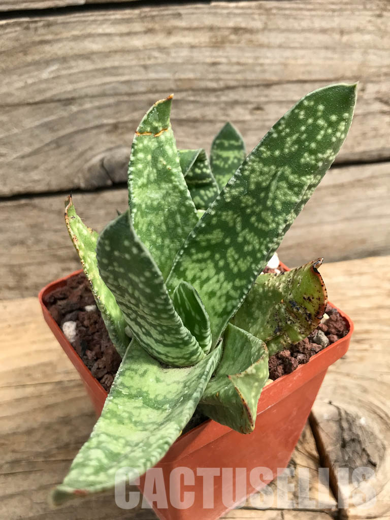 SHPR6304 Gasteria pillansii var. ernesti-ruschii, Namibia - Image 3