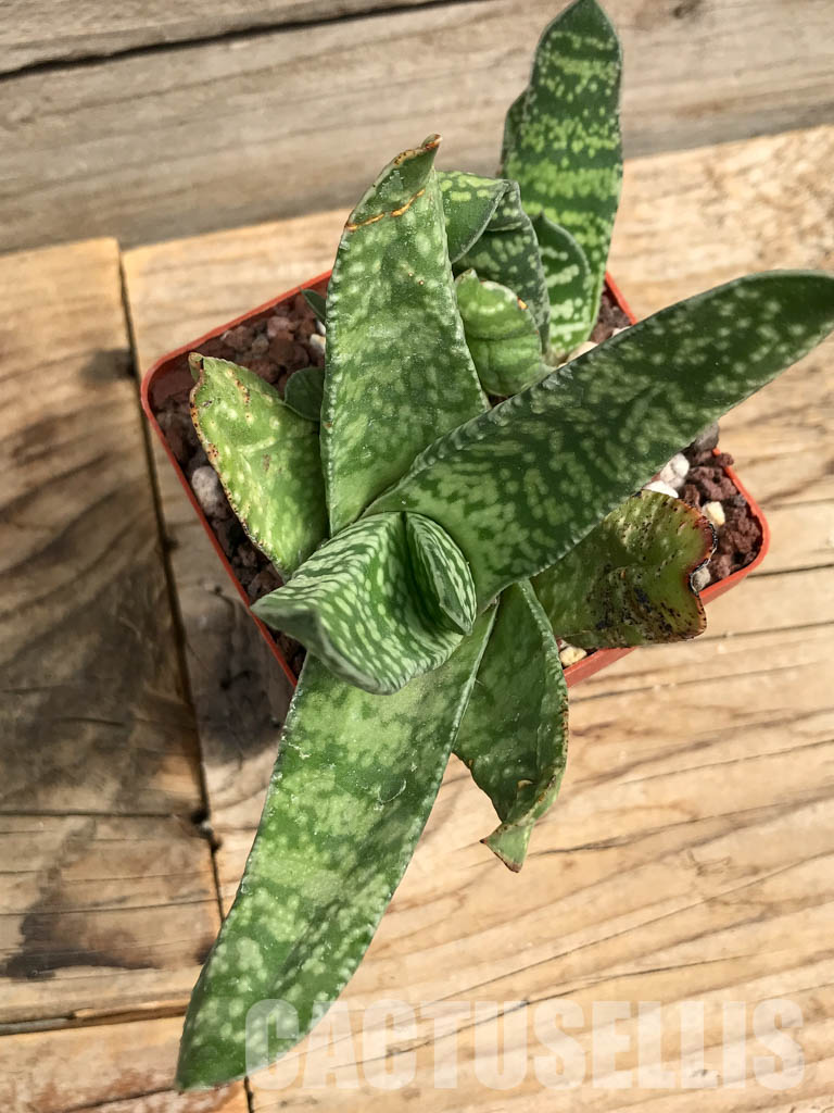SHPR6304 Gasteria pillansii var. ernesti-ruschii, Namibia - Image 4