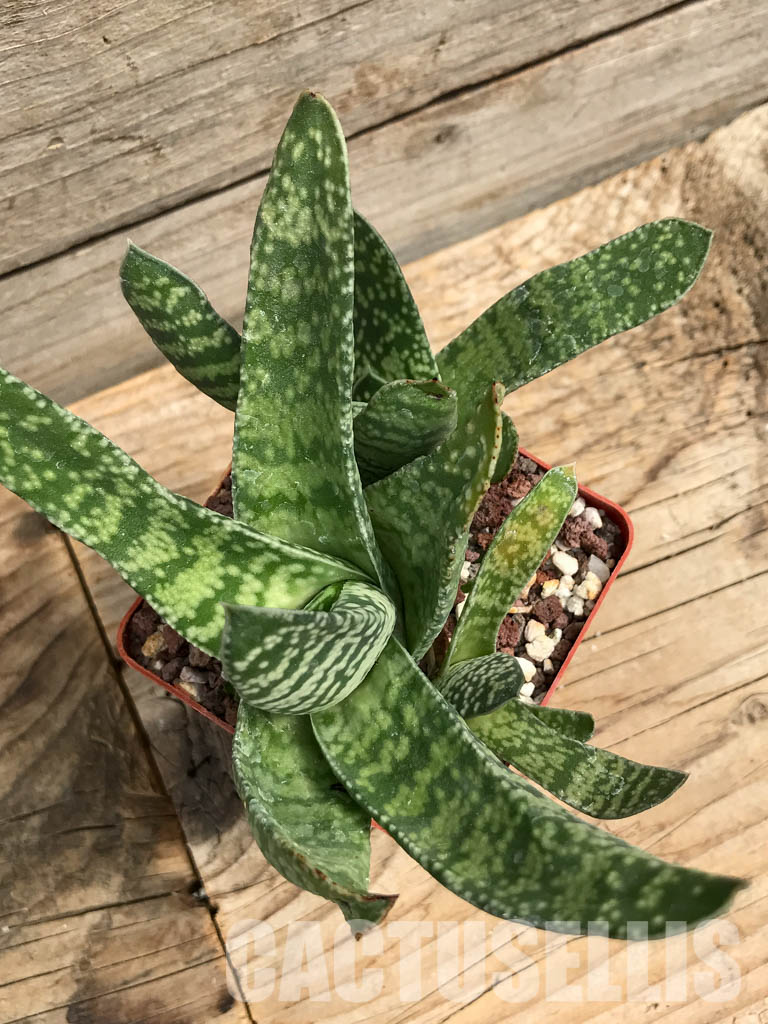 SHPR6304 Gasteria pillansii var. ernesti-ruschii, Namibia