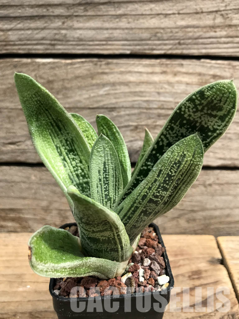 SHPR6305 Gasteria bicolor, Eastern Cape, South Africa - Image 2