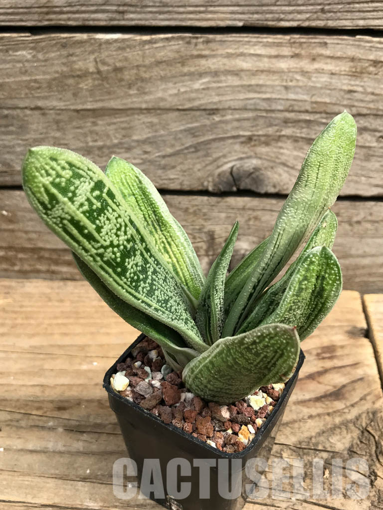 SHPR6305 Gasteria bicolor, Eastern Cape, South Africa - Image 3
