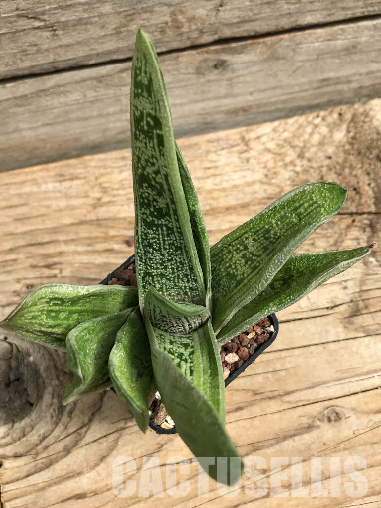 SHPR6305 Gasteria bicolor, Eastern Cape, South Africa - Image 4
