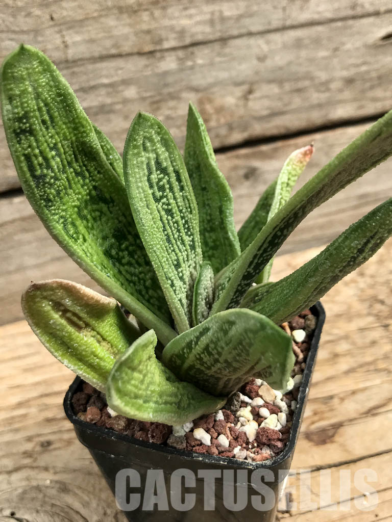 SHPR6305 Gasteria bicolor, Eastern Cape, South Africa