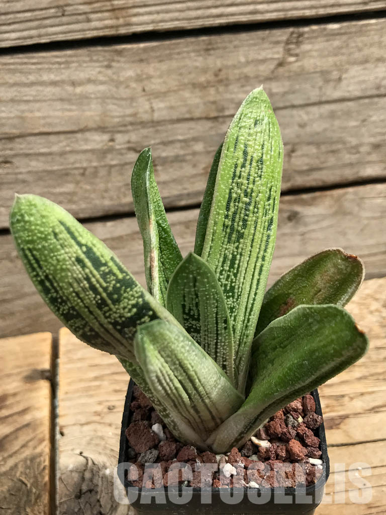 SHPR6305 Gasteria bicolor, Eastern Cape, South Africa - Image 6