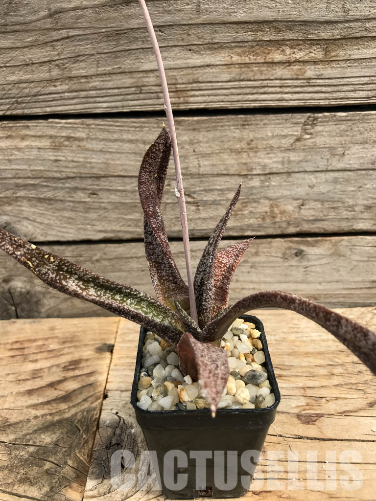 SHPR6306 Gasteria Elatii - Image 2