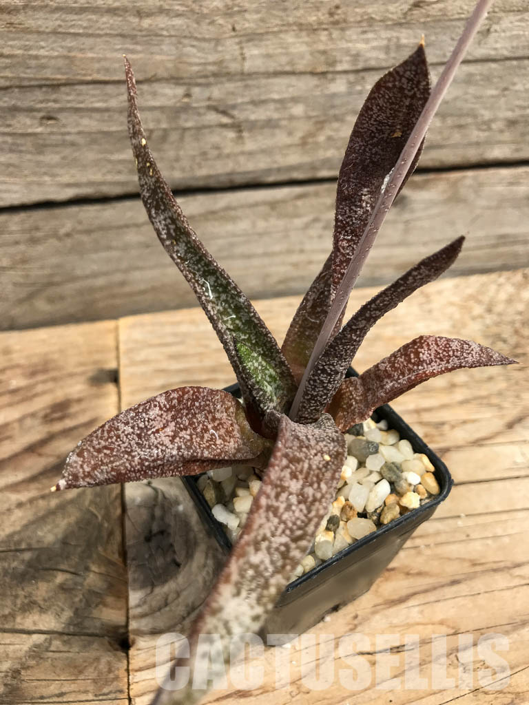 SHPR6306 Gasteria Elatii - Image 3