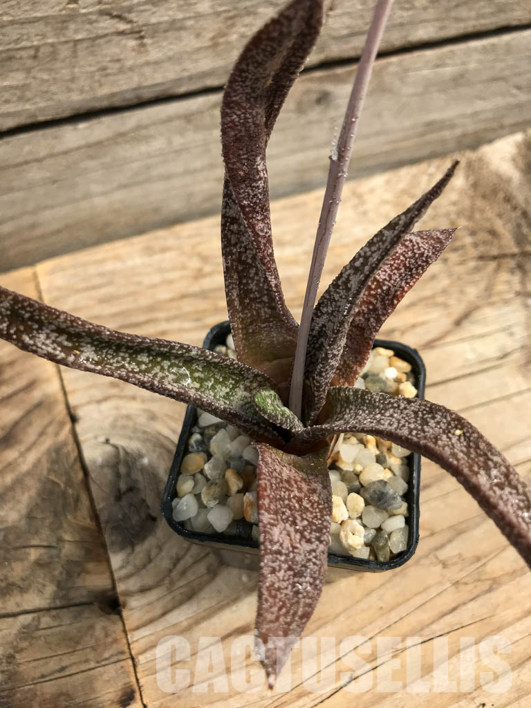 SHPR6306 Gasteria Elatii - Image 4