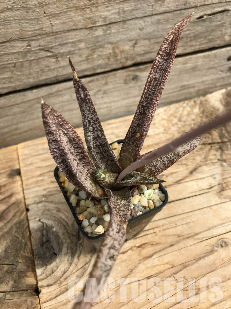 SHPR6306 Gasteria Elatii - Image 5