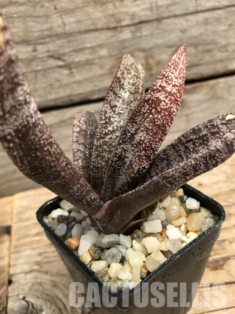 SHPR6306 Gasteria Elatii