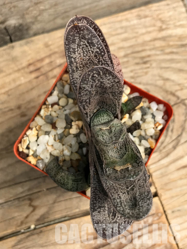 SHPR6307 Gasteria baylissiana