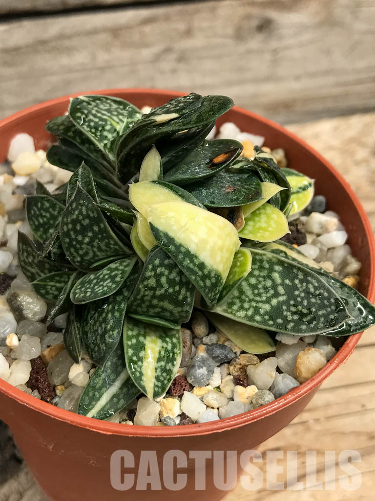SHPR6308 Gasteria minima f. variegata
