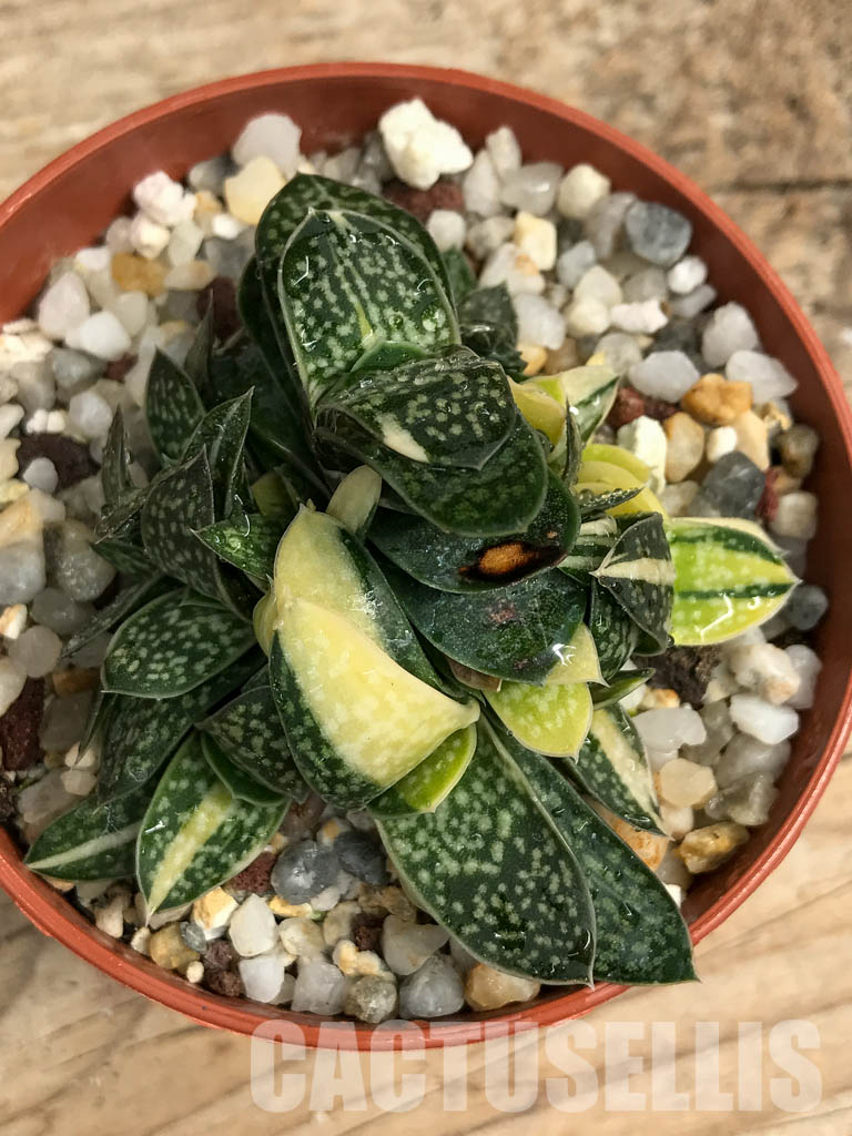 SHPR6308 Gasteria minima f. variegata - Image 3