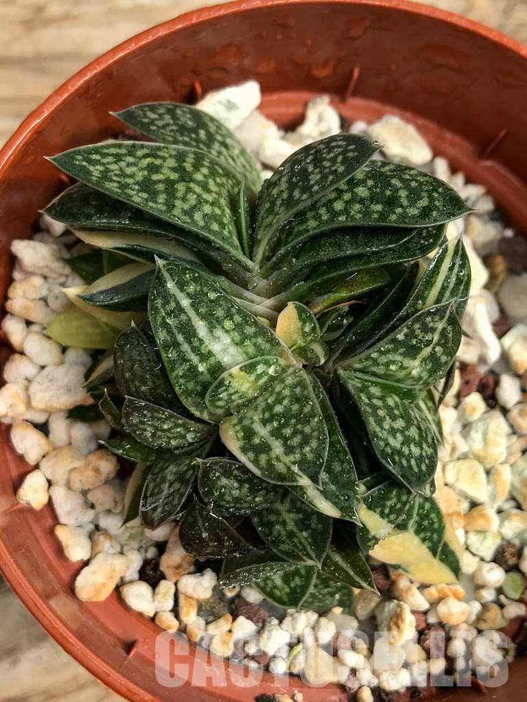 SHPR6308 Gasteria minima f. variegata - Image 4