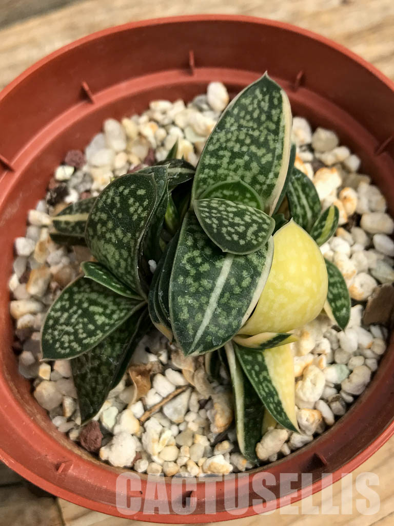 SHPR6308 Gasteria minima f. variegata - Image 5