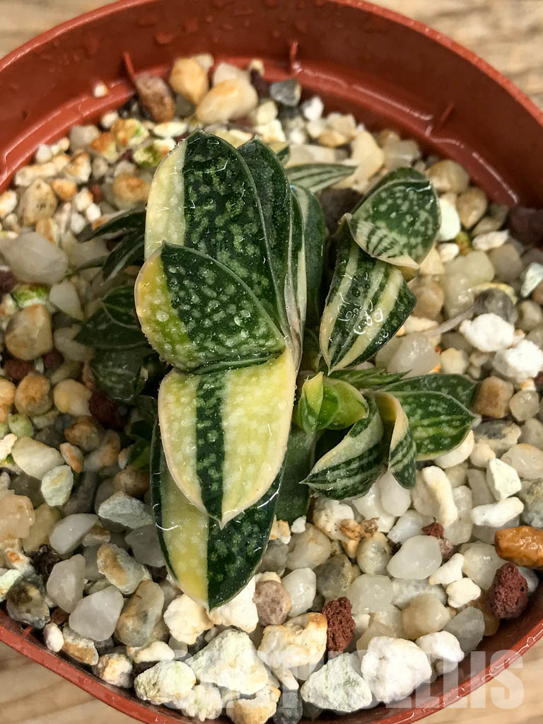 SHPR6308 Gasteria minima f. variegata - Image 6
