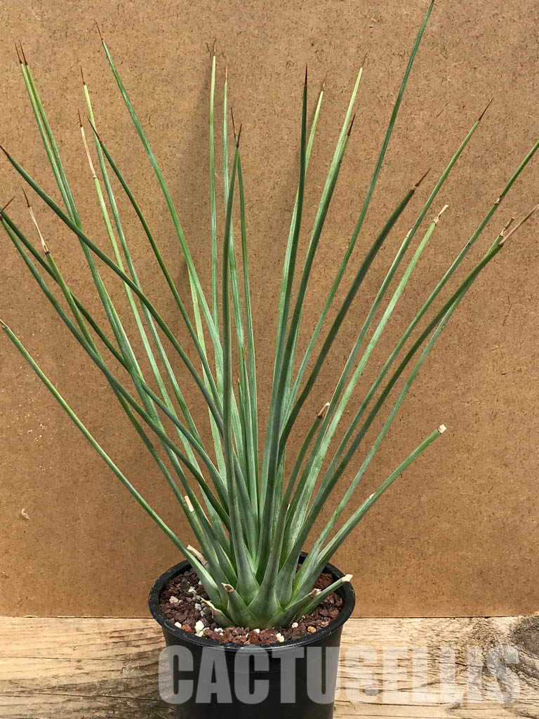 SHPR6314 Agave striata - Image 2