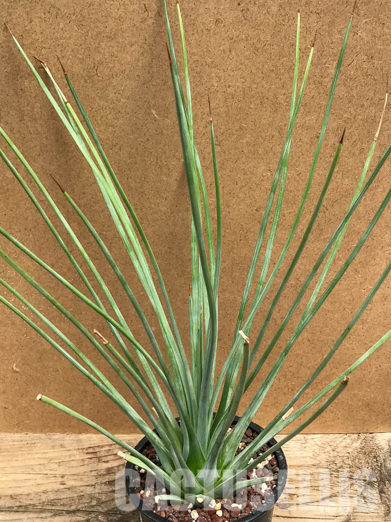 SHPR6314 Agave striata - Image 3