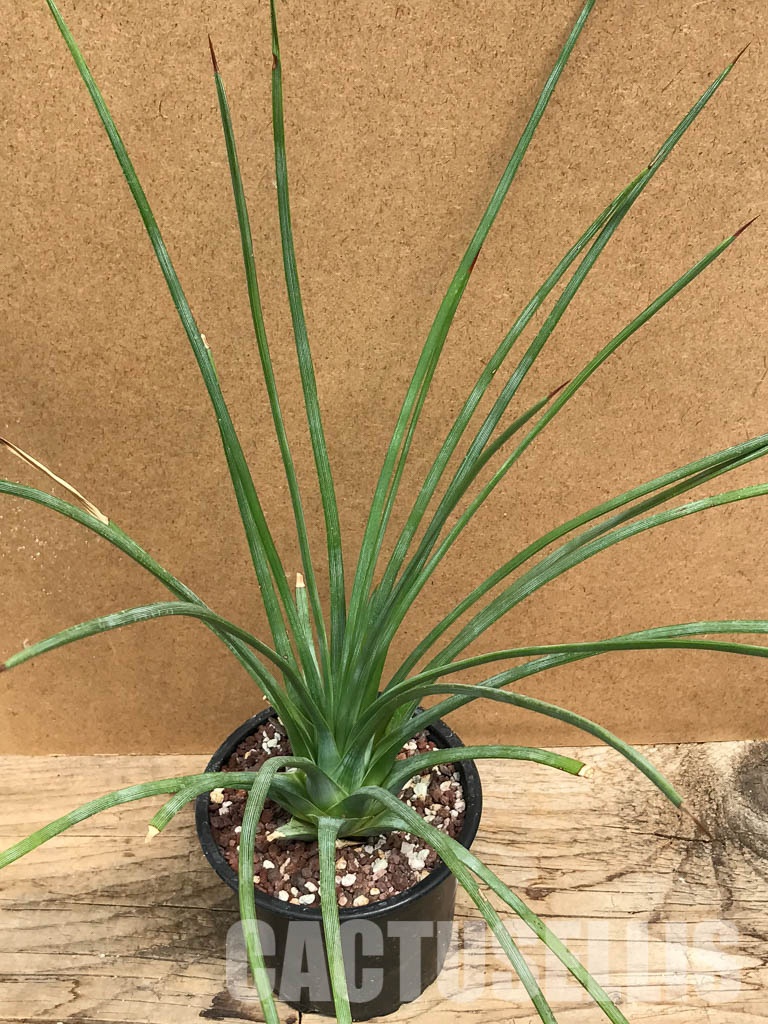 SHPR6314 Agave striata - Image 4