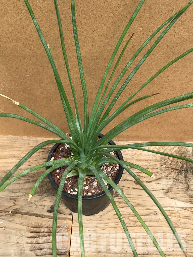 SHPR6314 Agave striata - Image 5