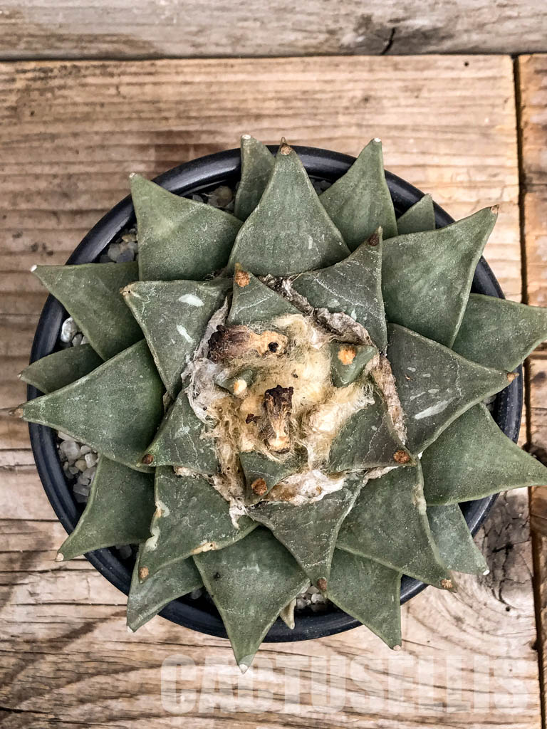 SHPR6329 Ariocarpus retusus var. furfuraceus, De Carambollo, own roots - immagine 3