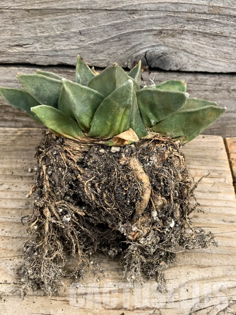 SHPR6329 Ariocarpus retusus var. furfuraceus, De Carambollo, own roots - immagine 4