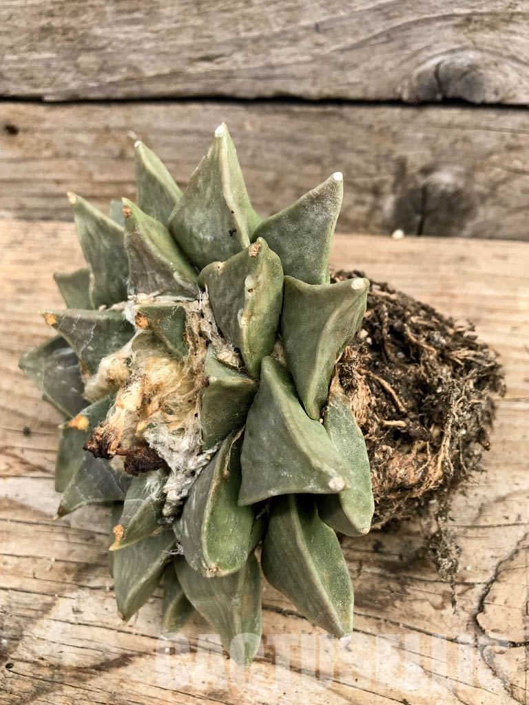 SHPR6329 Ariocarpus retusus var. furfuraceus, De Carambollo, own roots - immagine 5