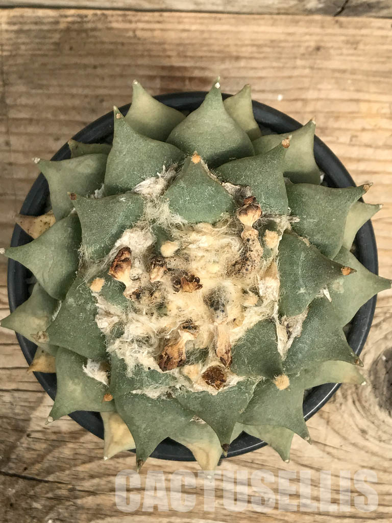 SHPR6333 Ariocarpus retusus, own roots - immagine 2