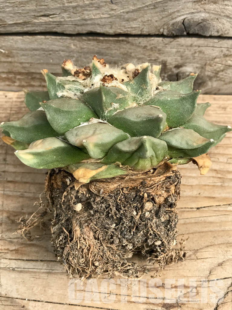 SHPR6333 Ariocarpus retusus, own roots - immagine 3