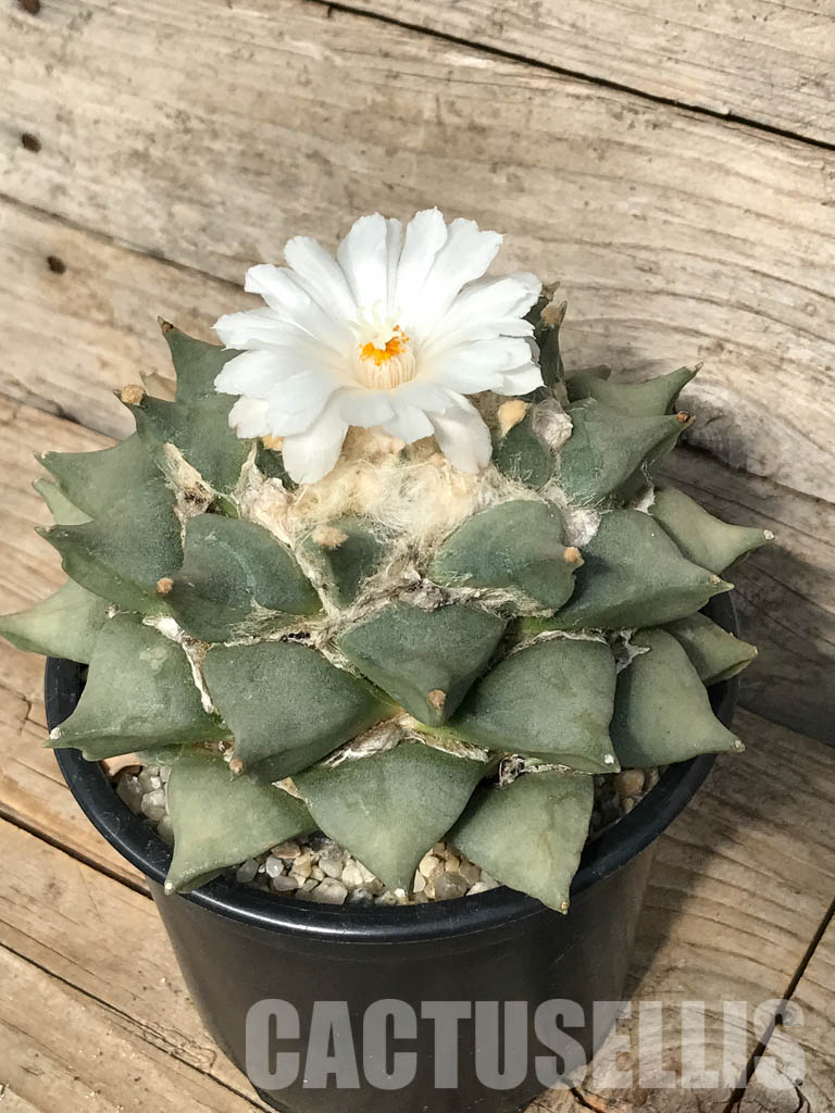 SHPR6333 Ariocarpus retusus, own roots - immagine 5