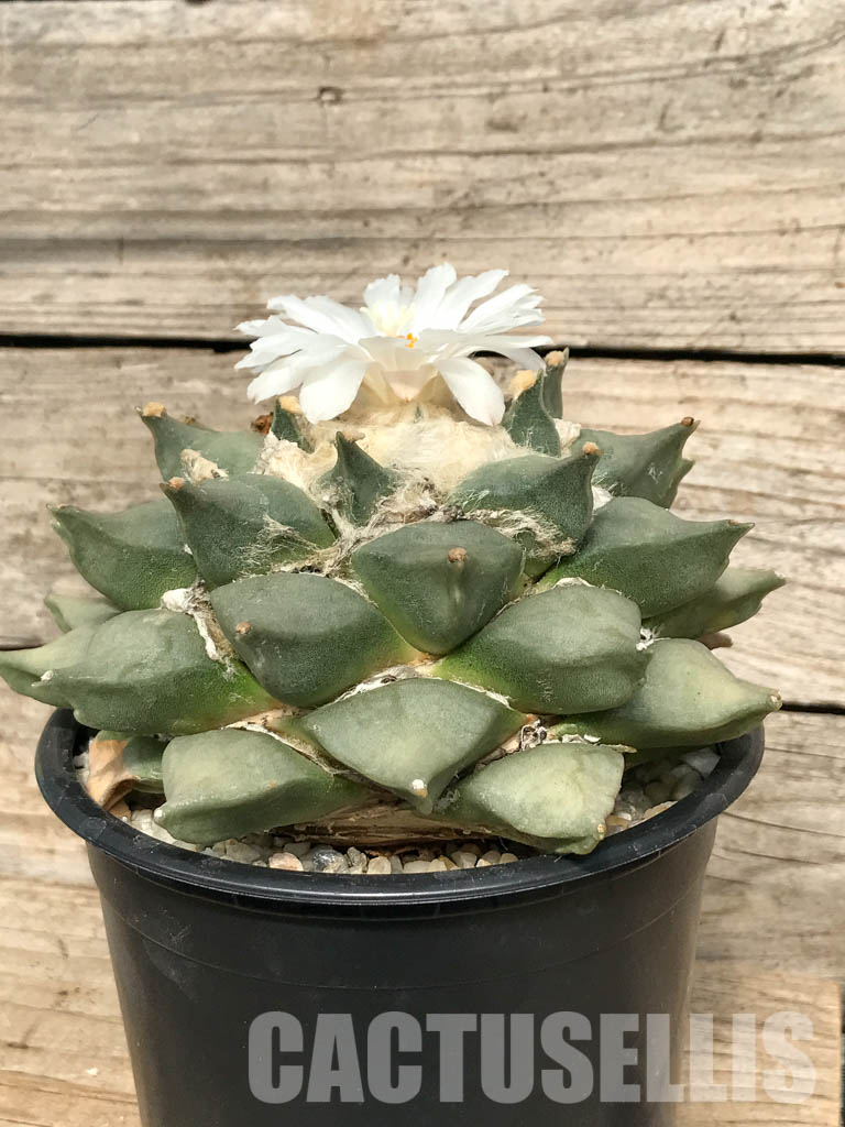 SHPR6333 Ariocarpus retusus, own roots - immagine 6