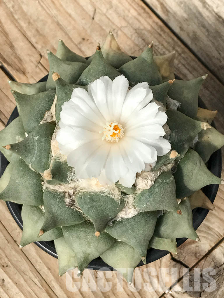 SHPR6333 Ariocarpus retusus, own roots - immagine 7