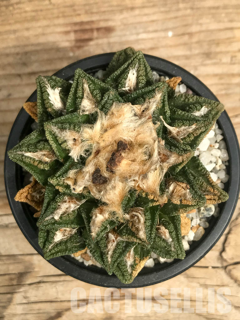 SHPR6346 Ariocarpus fissuratus v. hintonii, own roots