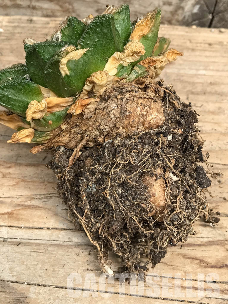 SHPR6346 Ariocarpus fissuratus v. hintonii, own roots - Image 3