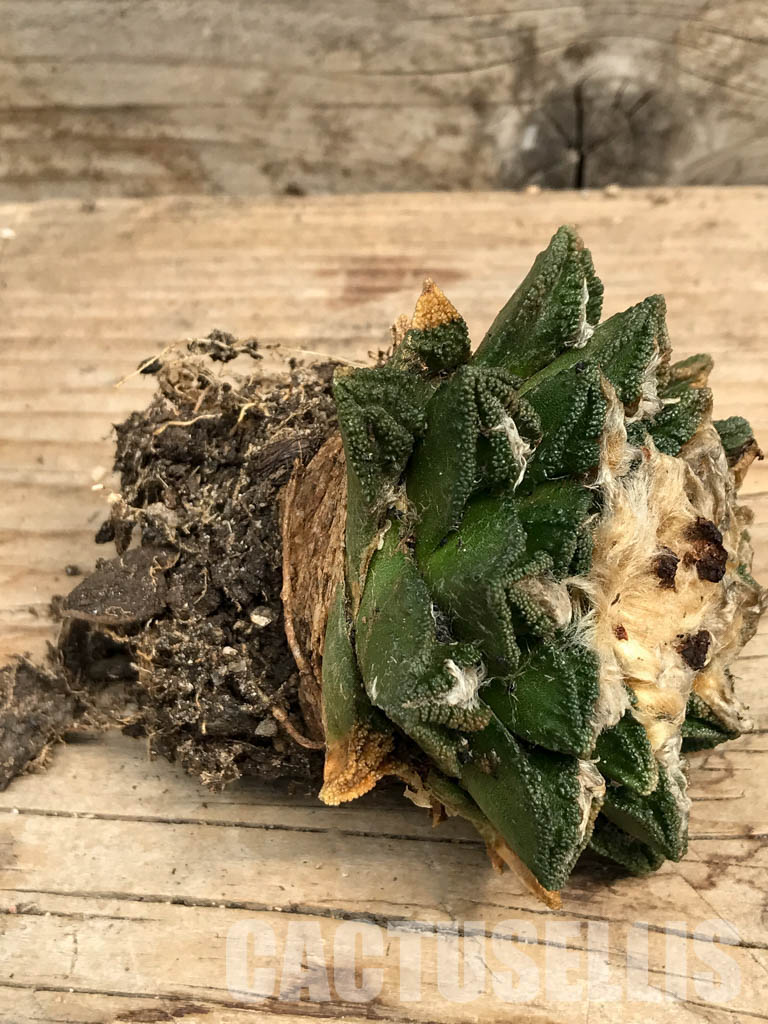 SHPR6346 Ariocarpus fissuratus v. hintonii, own roots - Image 4