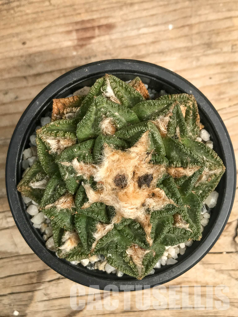 SHPR6348 Ariocarpus fissuratus v. hintonii, own roots