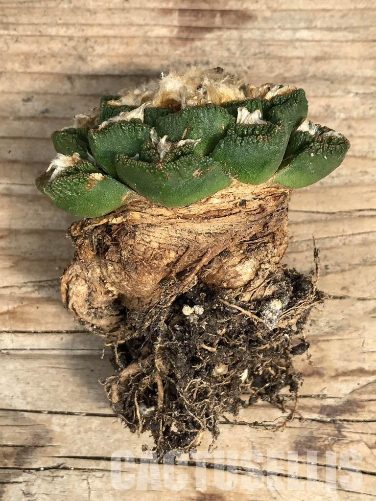 SHPR6348 Ariocarpus fissuratus v. hintonii, own roots - Obrázek 3