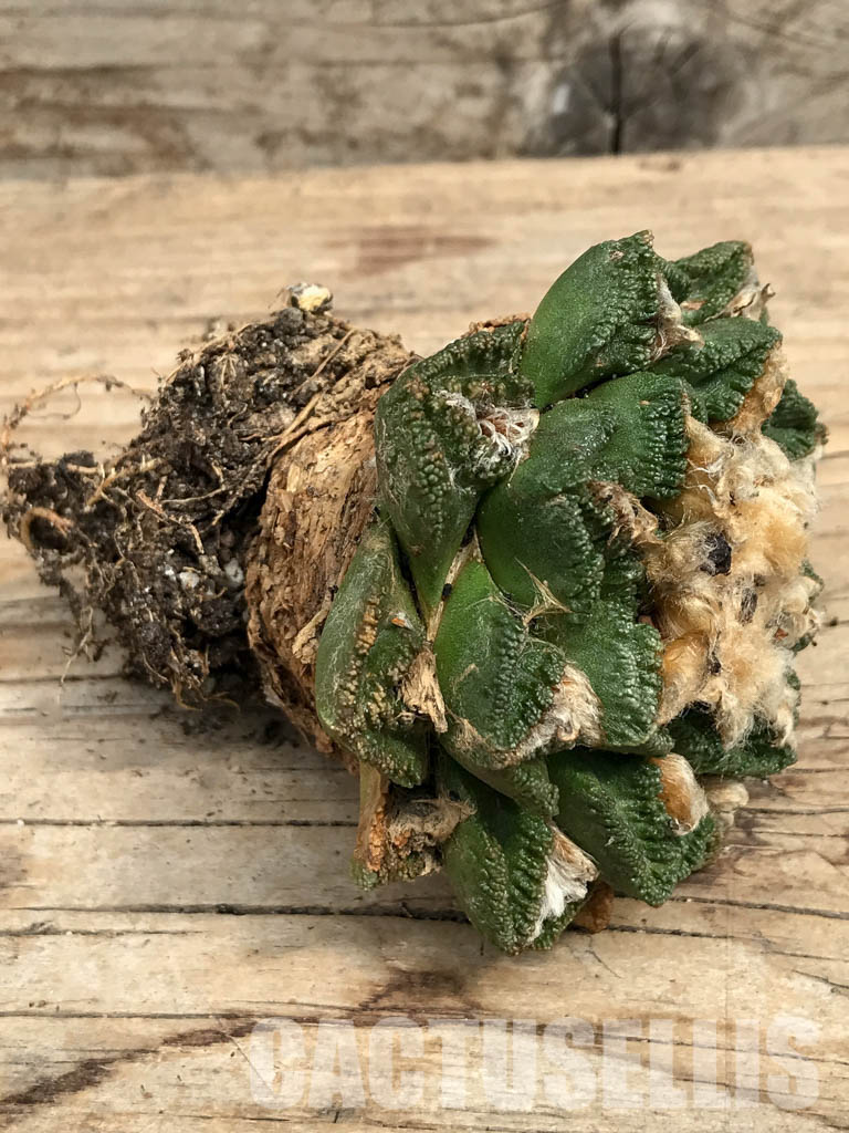 SHPR6348 Ariocarpus fissuratus v. hintonii, own roots - Obrázek 4