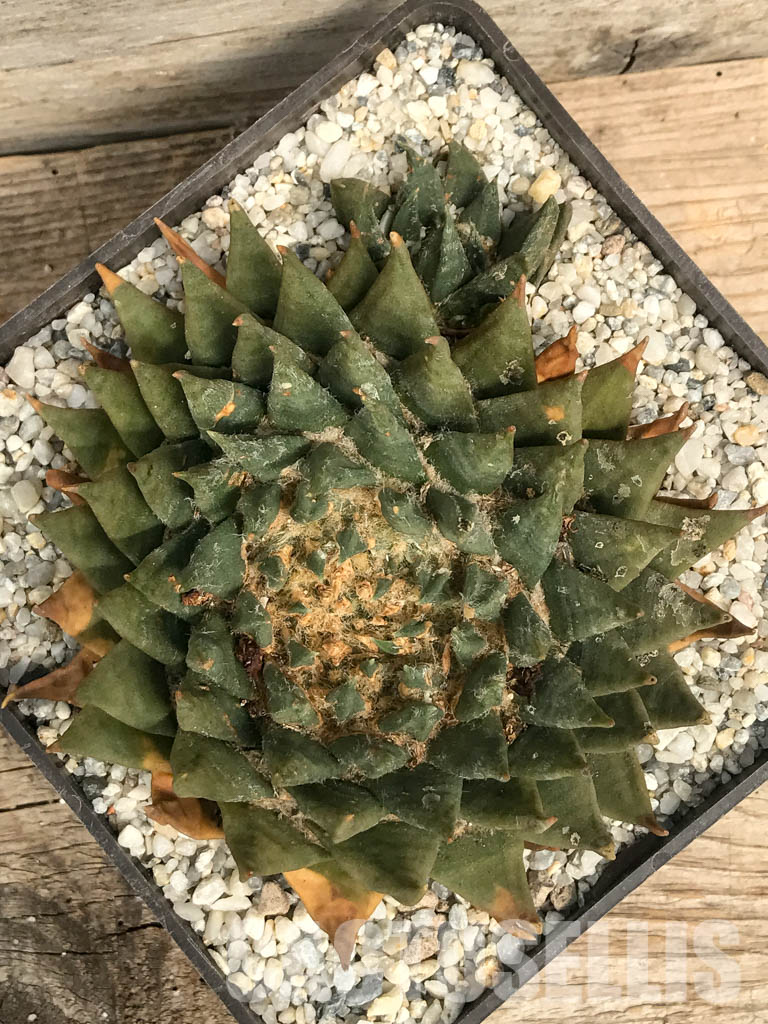 SHPR6350 Ariocarpus trigonus, Tamaulipas, 600-1200 m, Nuevo Leon, Mexico