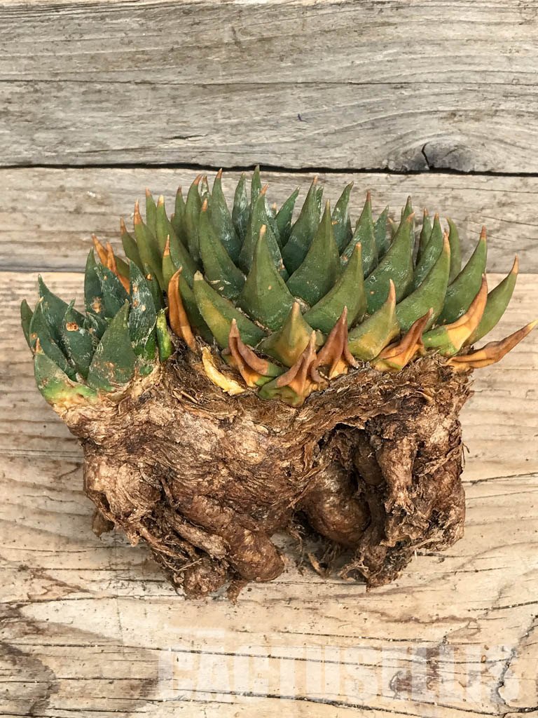 SHPR6350 Ariocarpus trigonus, Tamaulipas, 600-1200 m, Nuevo Leon, Mexico – Bild 2