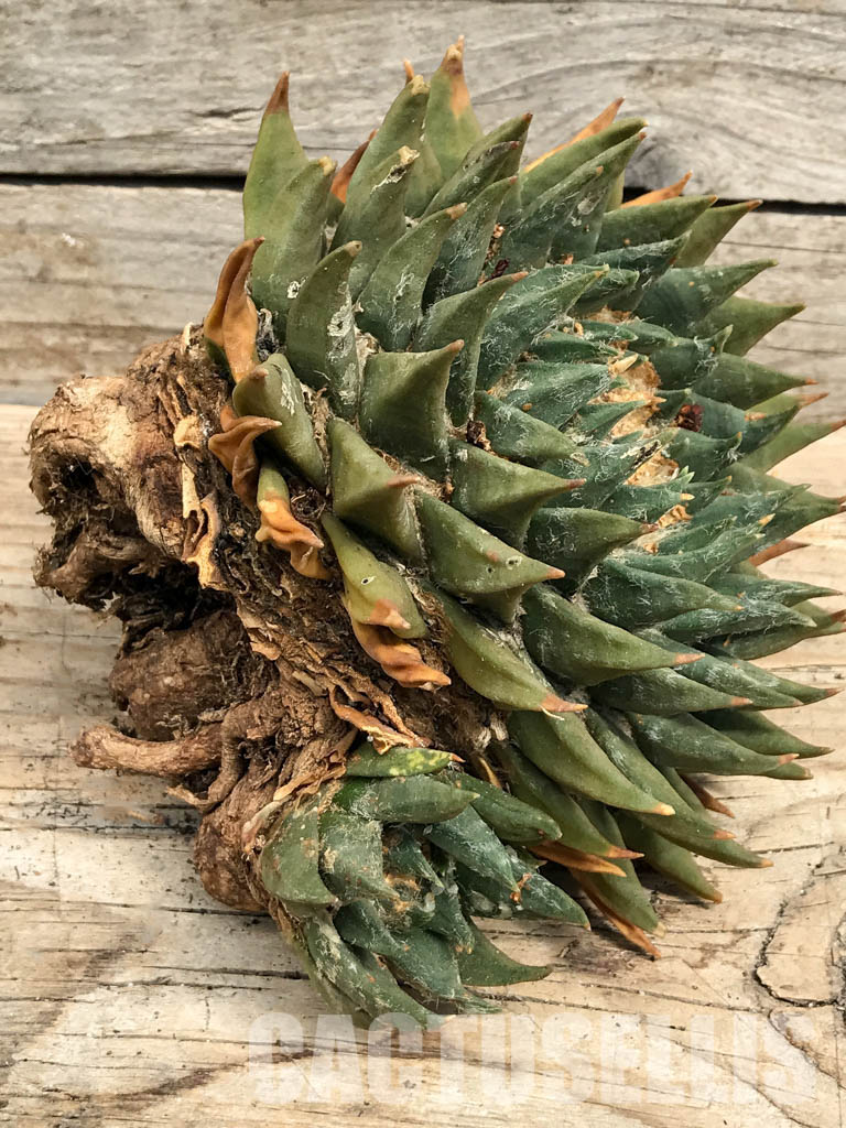 SHPR6350 Ariocarpus trigonus, Tamaulipas, 600-1200 m, Nuevo Leon, Mexico – Bild 3