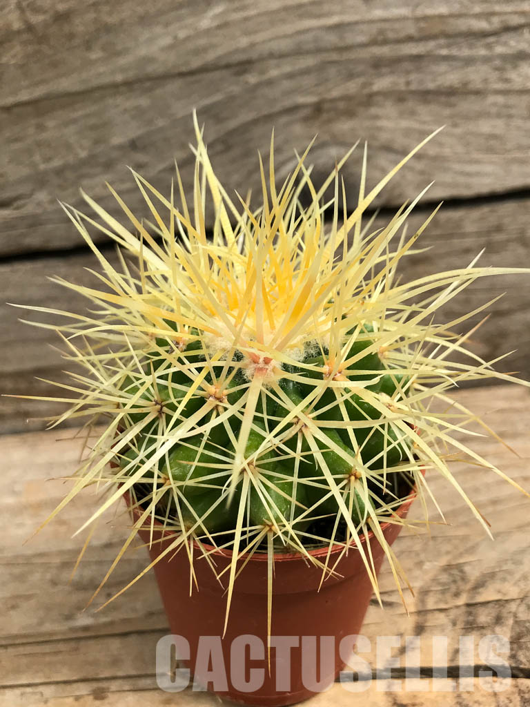 SH6351 Echinocactus grusonii - Image 2
