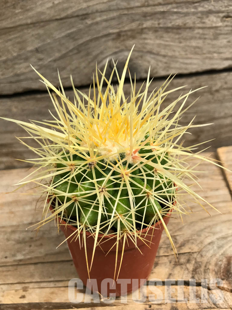 SH6351 Echinocactus grusonii - Image 3
