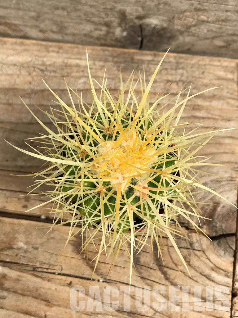 SH6351 Echinocactus grusonii - Image 4