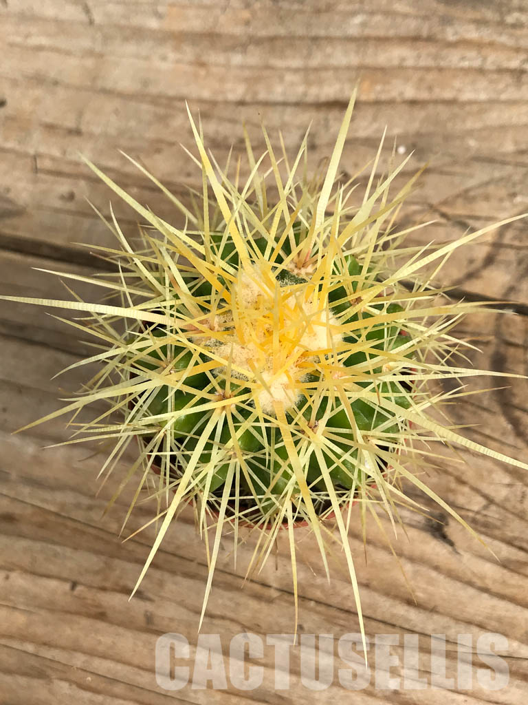 SH6351 Echinocactus grusonii